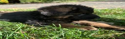 German Shepherd dogs for sale: Max - Ad 2