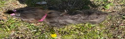Mixed Breed dogs for sale: Molly - Ad 4