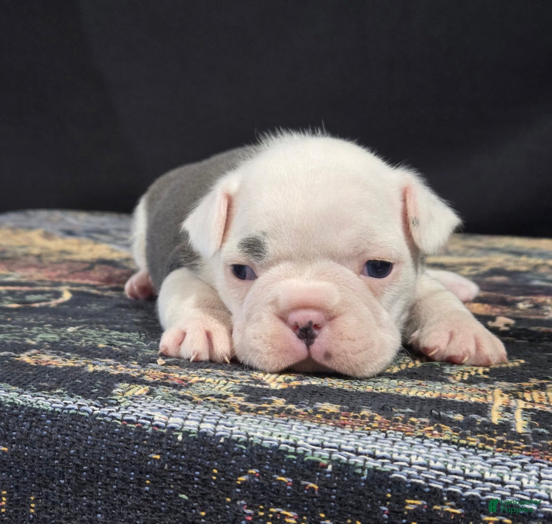 Frenchton dogs for sale: Parker - Ad 1