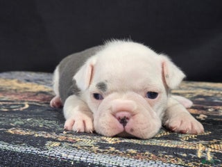 Frenchton dogs Parker - Ad 12