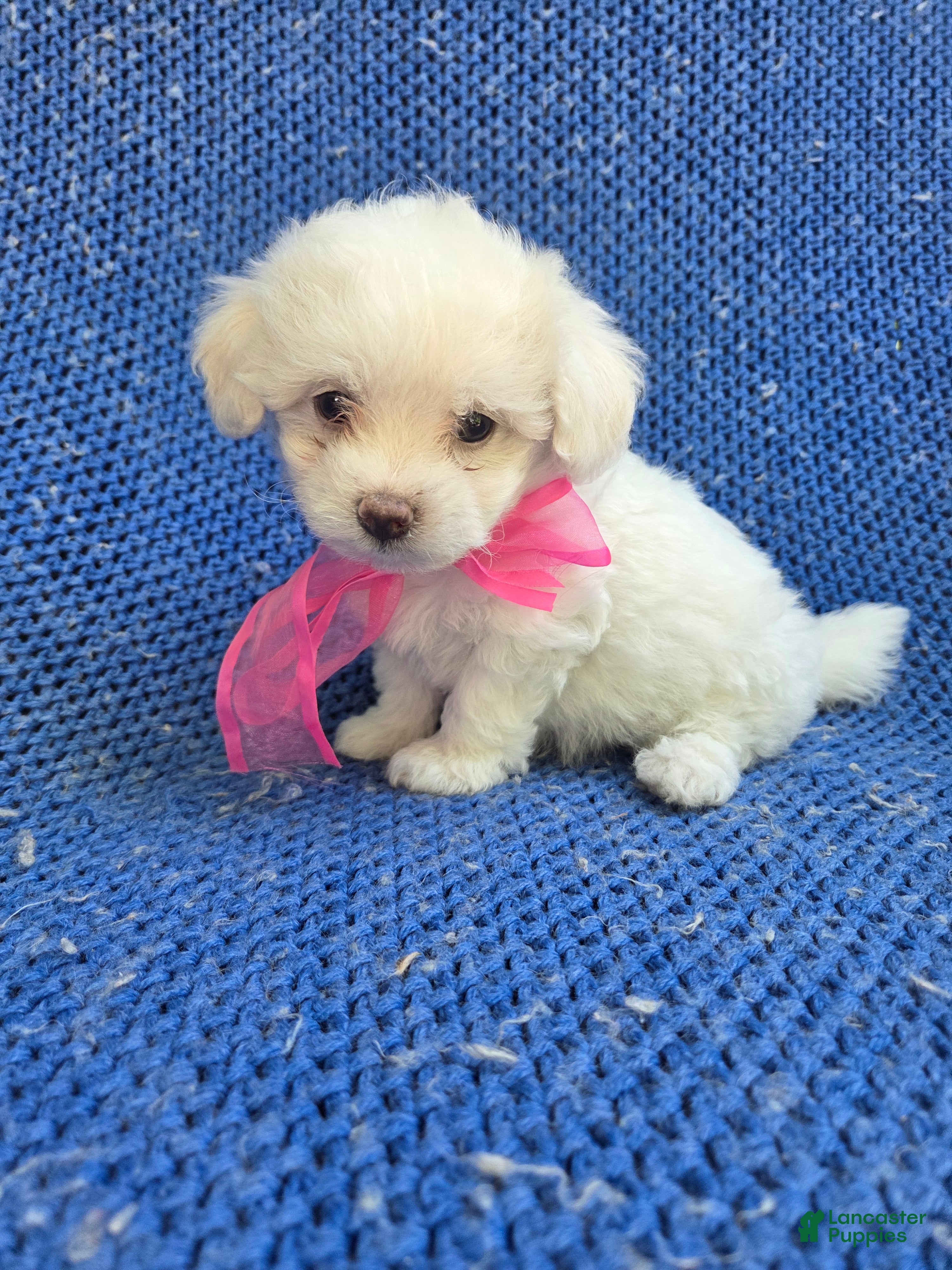 Maltipoo dogs Sammy  - Ad 19