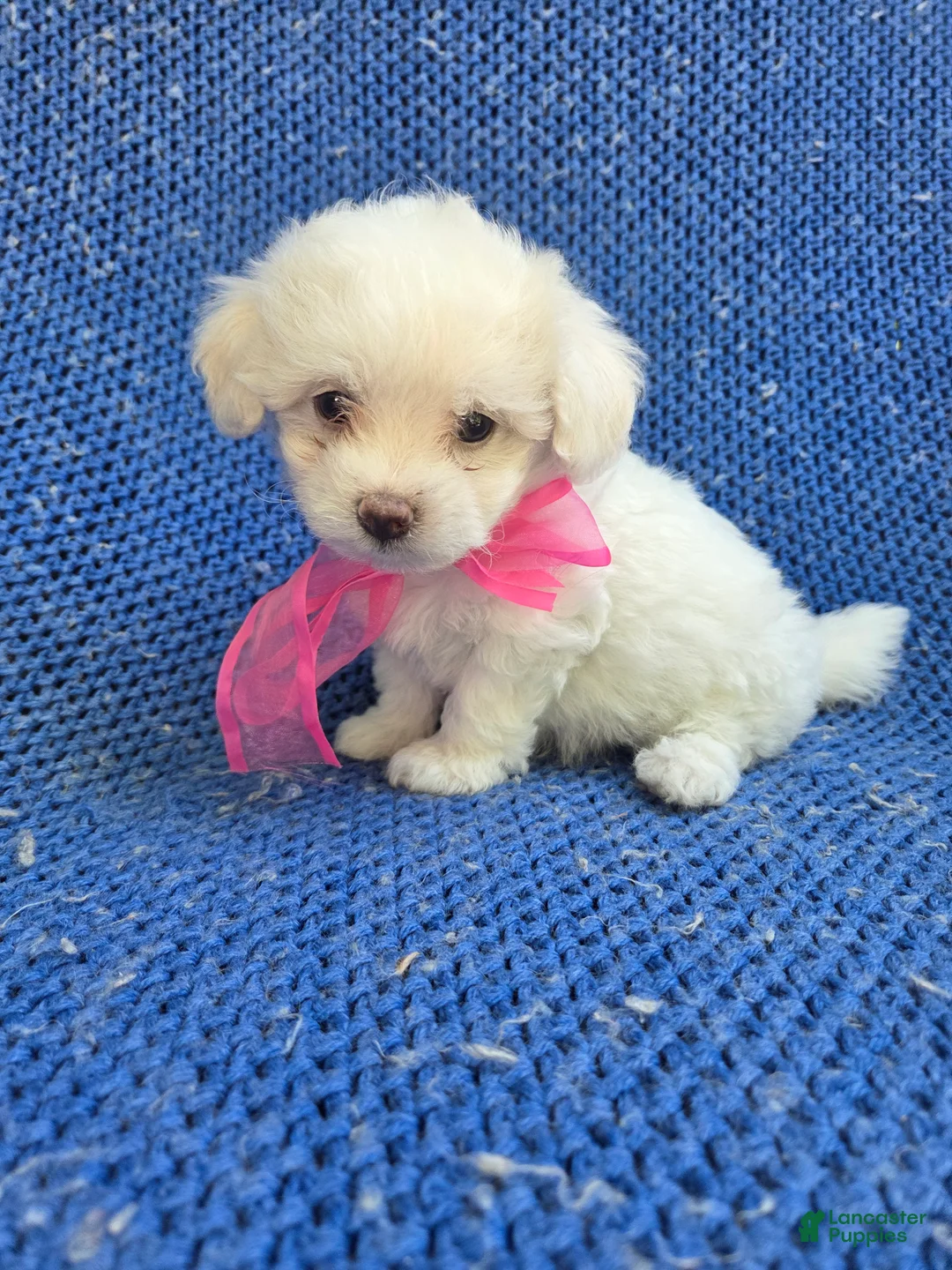 Maltipoo dogs for sale: Sammy  - Ad 1