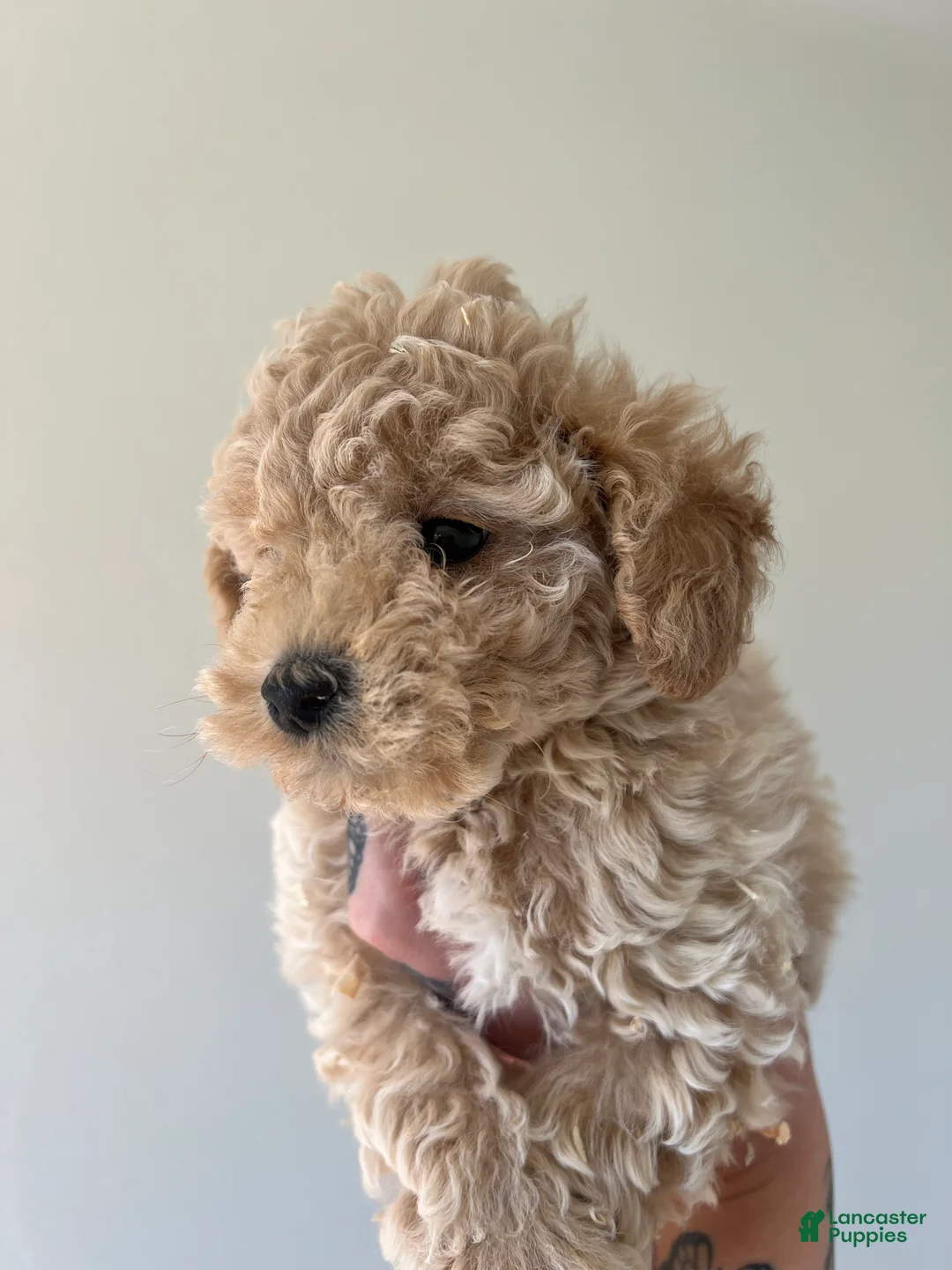 Toy Poodle dogs for sale: Teddy  - Ad 3