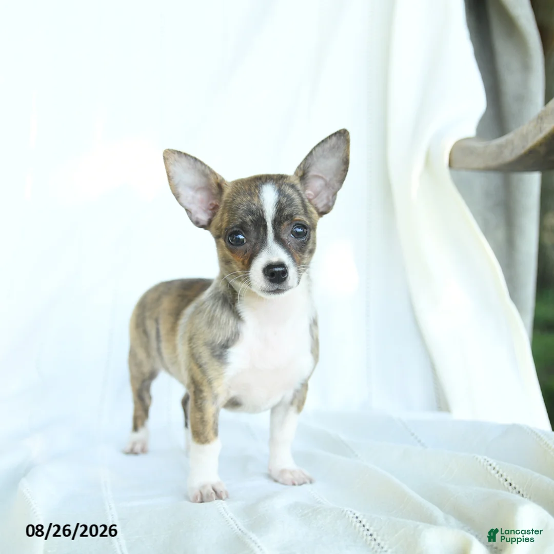 Chihuahua dogs for sale: Jelly Bean - Ad 5