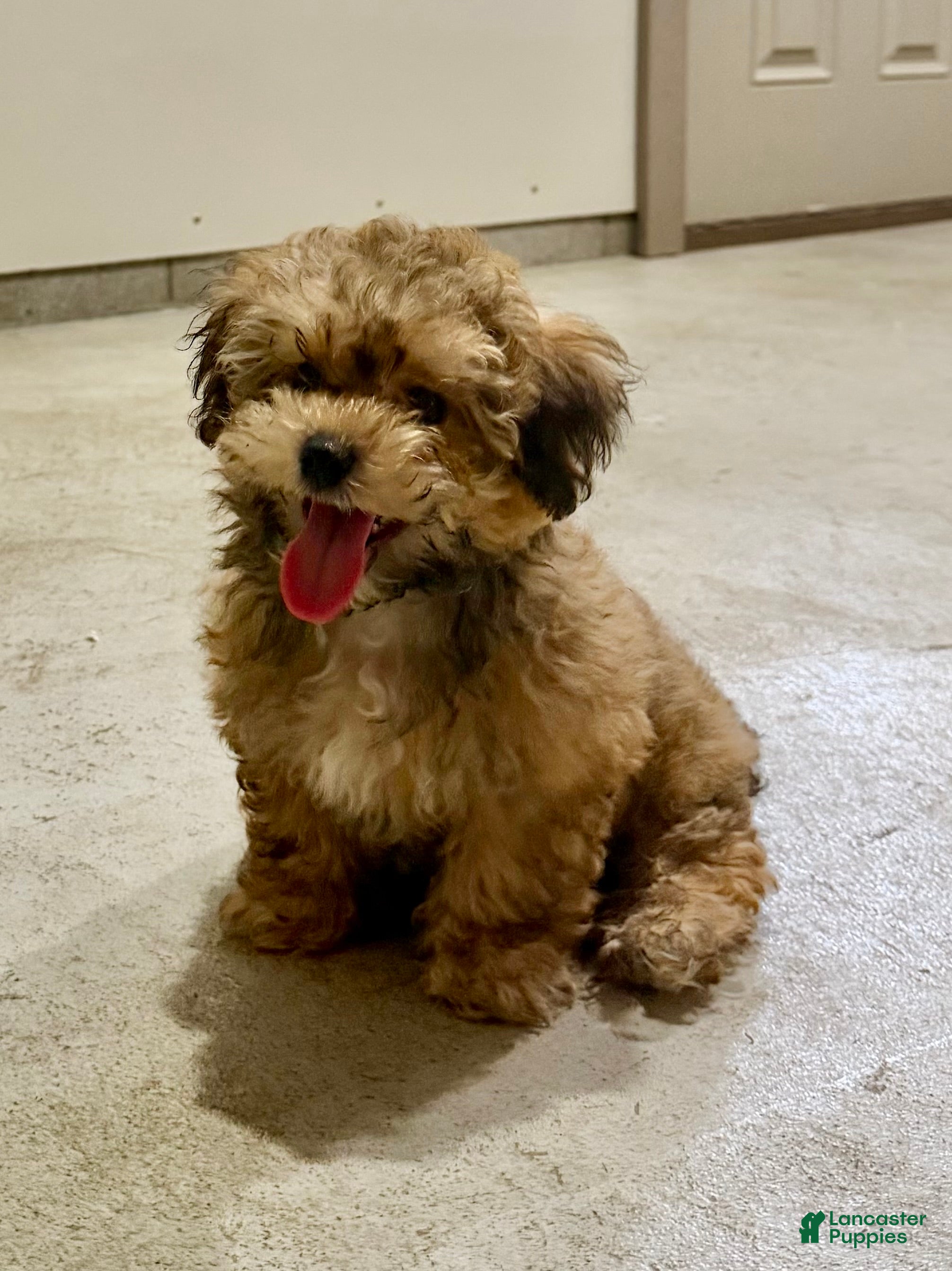 Teddy Bear dogs for sale: Landon - Ad 32
