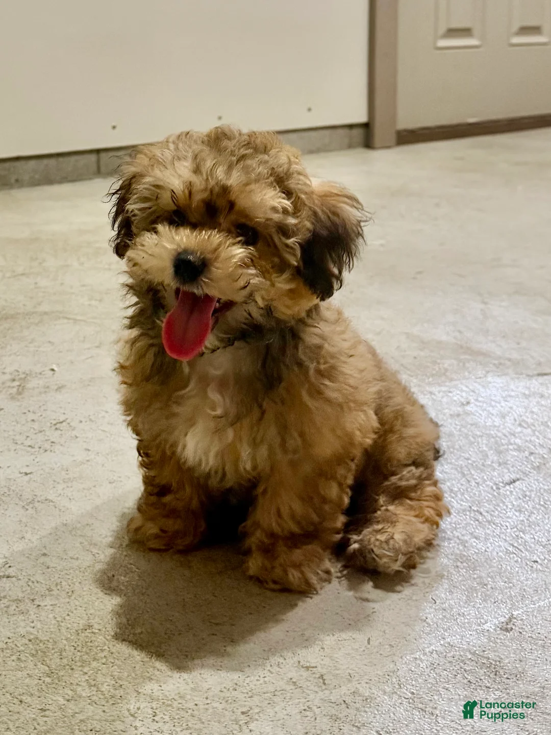 Teddy Bear dogs for sale: Landon - Ad 1