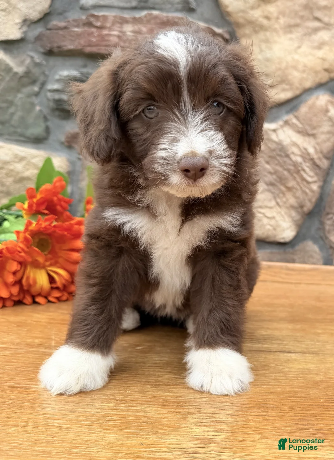 Mixed Breed dogs for sale: Cookie - Ad 2
