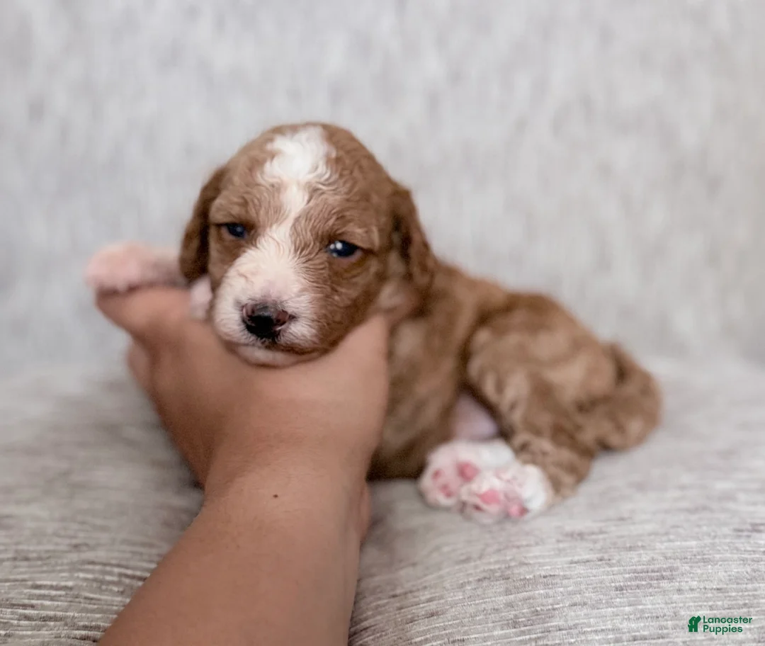 Mini Goldendoodle dogs for sale: Puppy 2 - Ad 1