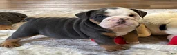 English Bulldog dogs for sale: Blue Blaze - Ad 6