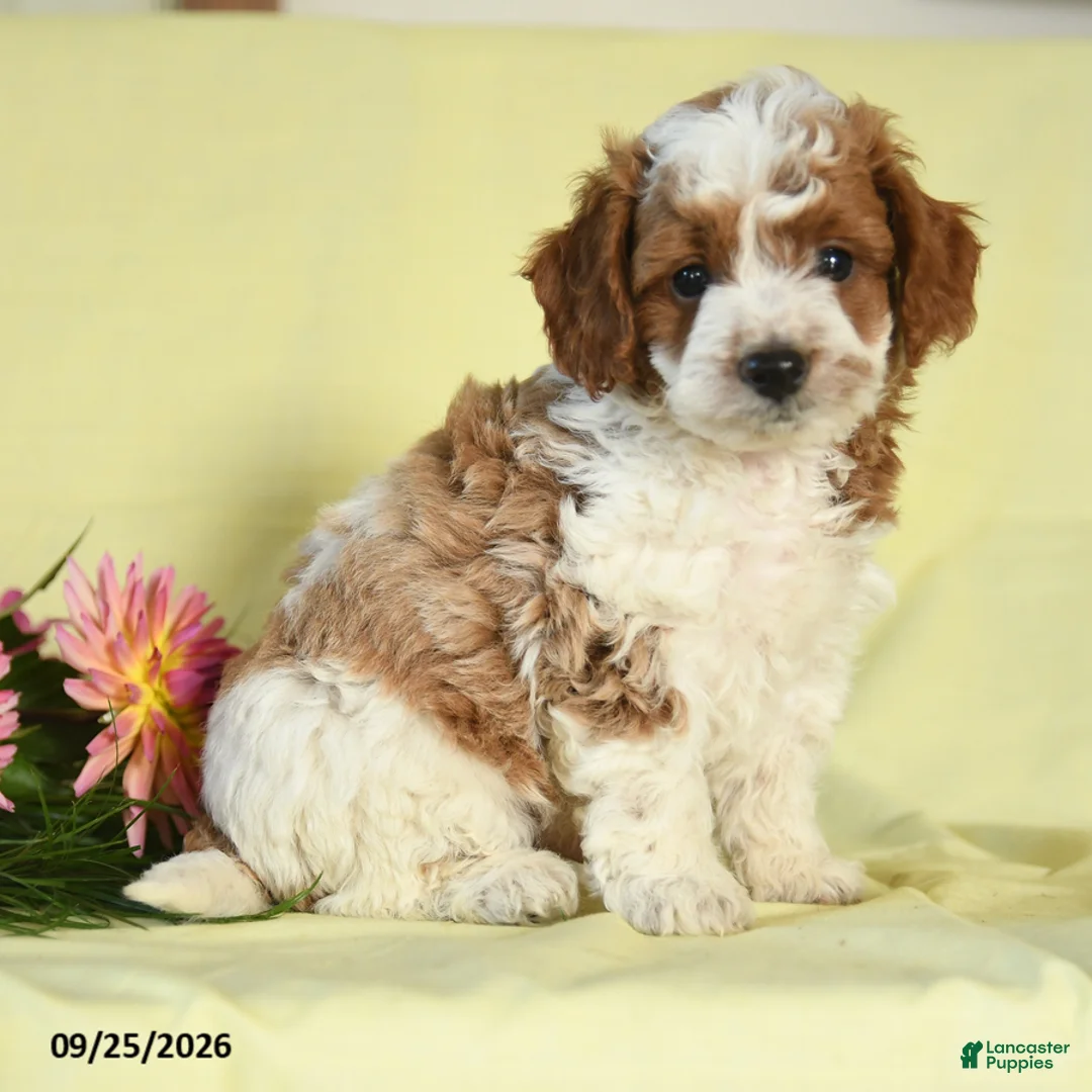 Mini Goldendoodle dogs for sale: Warrior - Ad 1