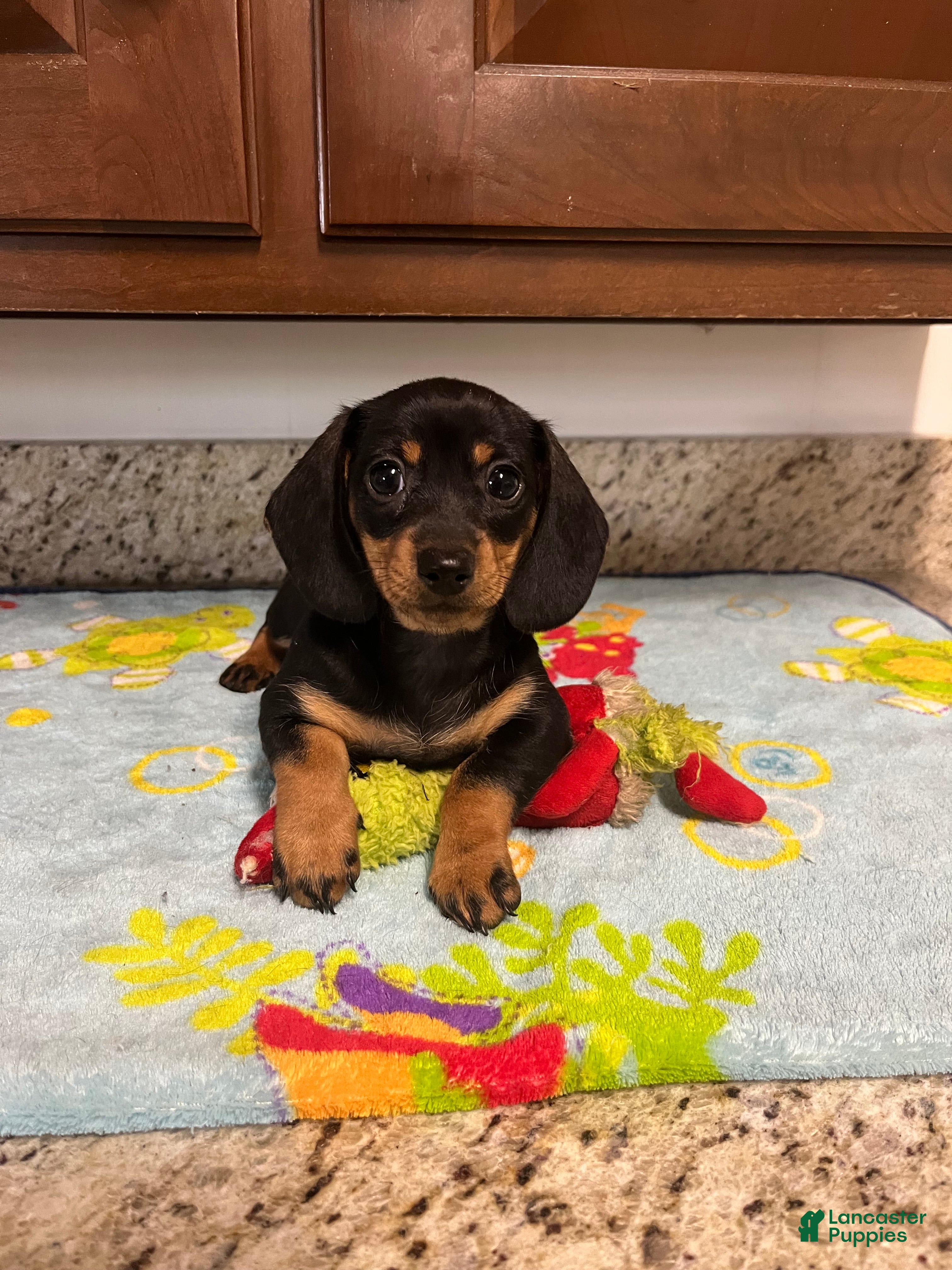 Miniature Dachshund dogs for sale: Aurora  - Ad 4
