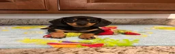 Miniature Dachshund dogs for sale: Aurora  - Ad 1