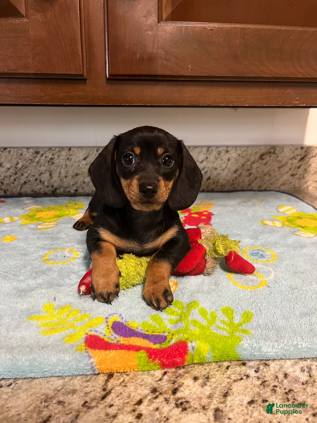 Miniature Dachshund dogs for sale: Aurora  - Ad 1