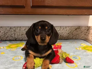 Miniature Dachshund dogs for sale: Aurora - Ad 4