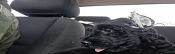 Giant Schnauzer dogs for sale: Colè - Ad 9