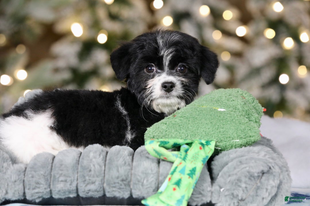 Teddy Bear dogs for sale: Noelle - Ad 12