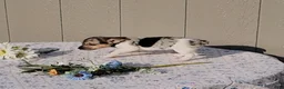 Jack Russell Terrier dogs for sale: Pearl - Ad 4