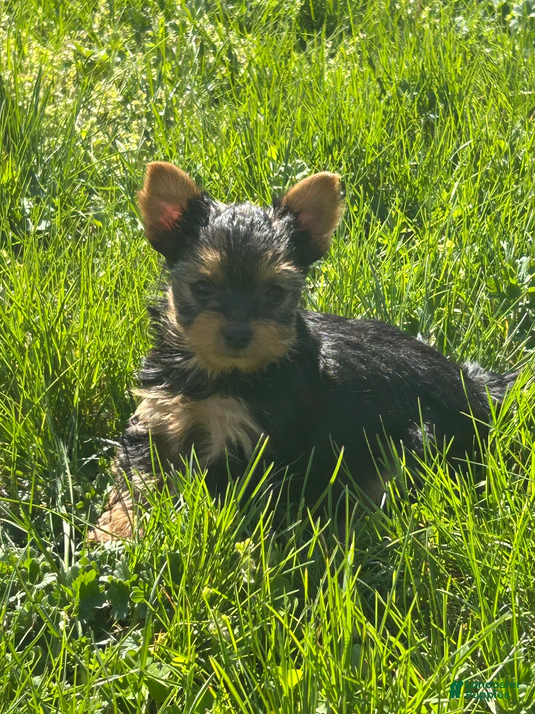 Yorkshire Terrier dogs for sale: Yorkshire Terrier Puppy 1 teacup Daisy  - Ad 2