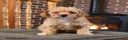 Toy Poodle dogs for sale: Benson - Ad 1