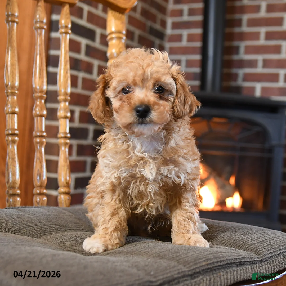 Toy Poodle dogs for sale: Benson - Ad 1