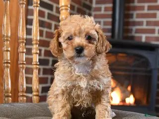 Toy Poodle dogs for sale: Benson - Ad 4