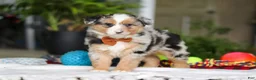 Australian Shepherd dogs for sale: Freckles - Ad 6