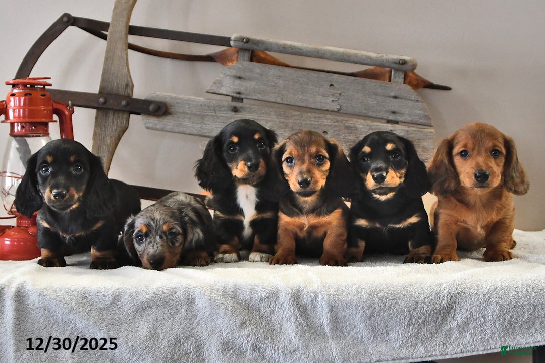 Miniature Dachshund dogs for sale: Jasper - Ad 3