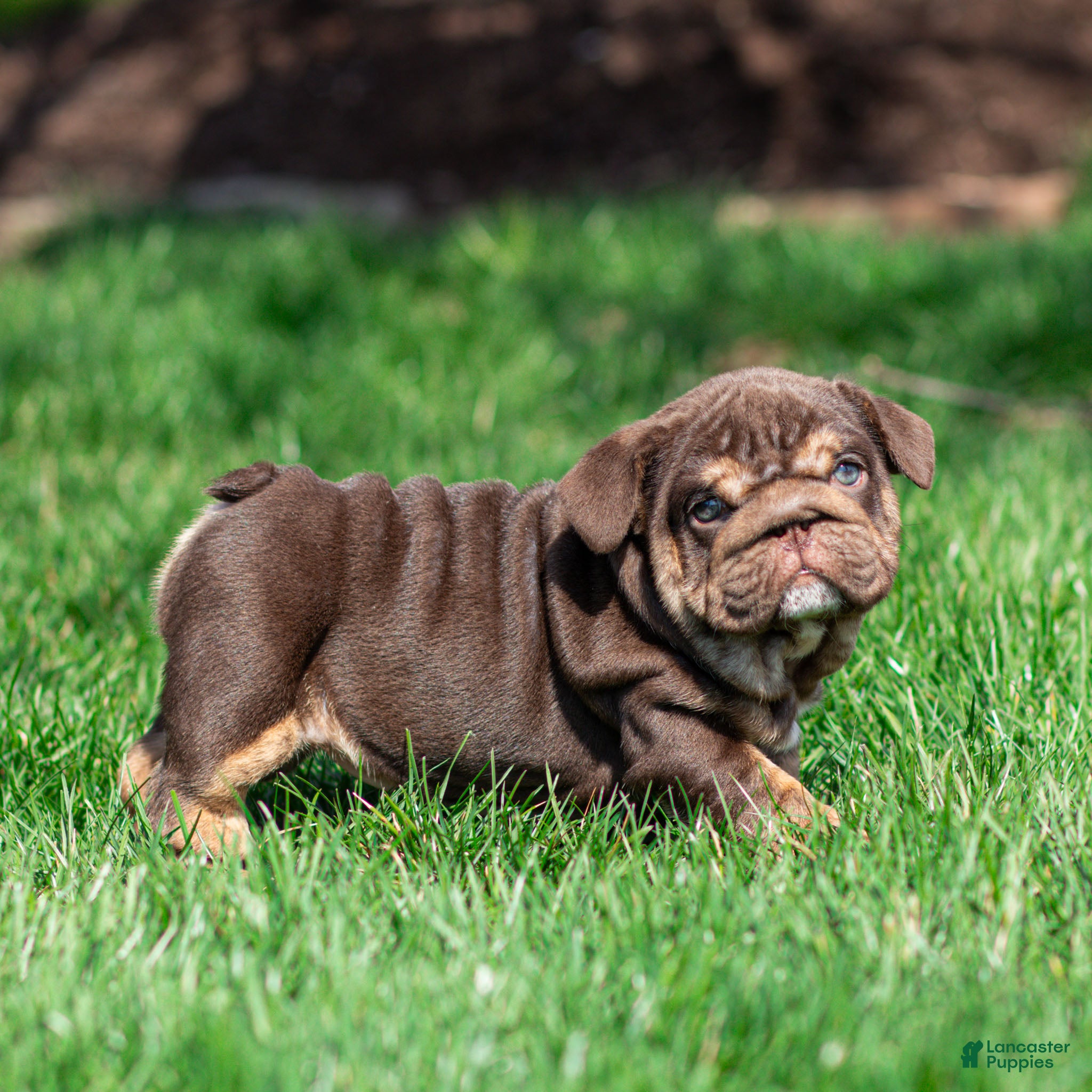 English Bulldog dogs Chanel Cocoa English Bulldog Puppy  - Ad 2