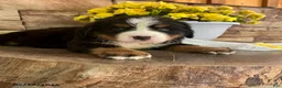 Bernese Mountain Dog dogs for sale: Cody - Ad 3
