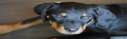 Rottweiler dogs for sale: Pick Of The Litter - Ad 2
