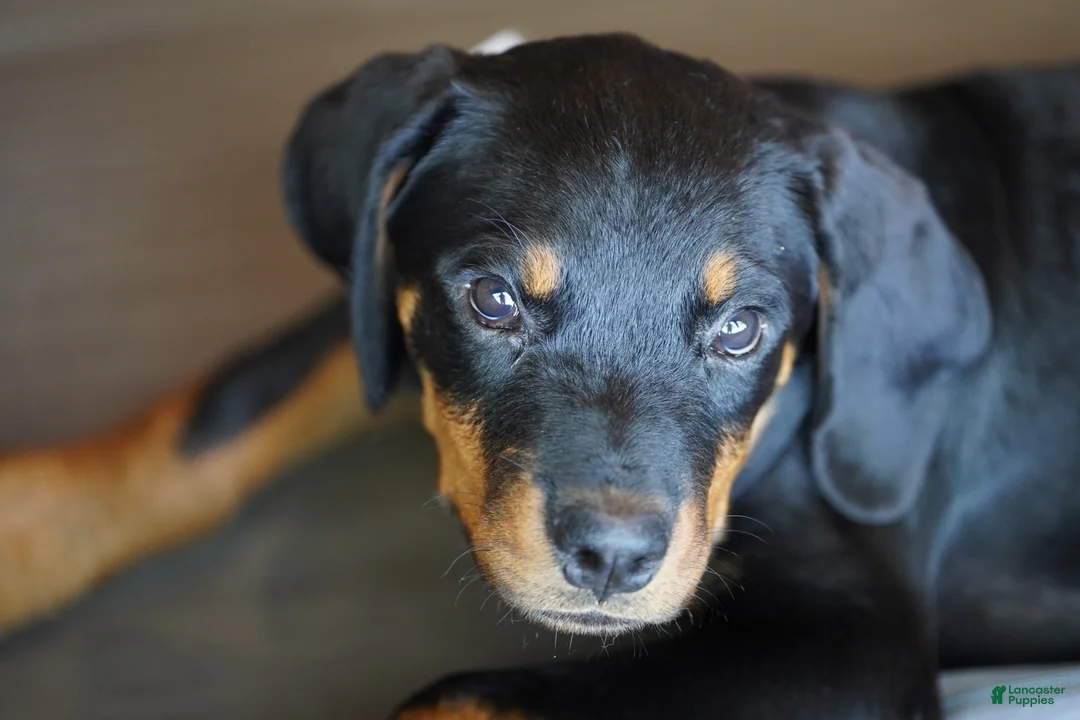 Rottweiler dogs for sale: Pick Of The Litter - Ad 2