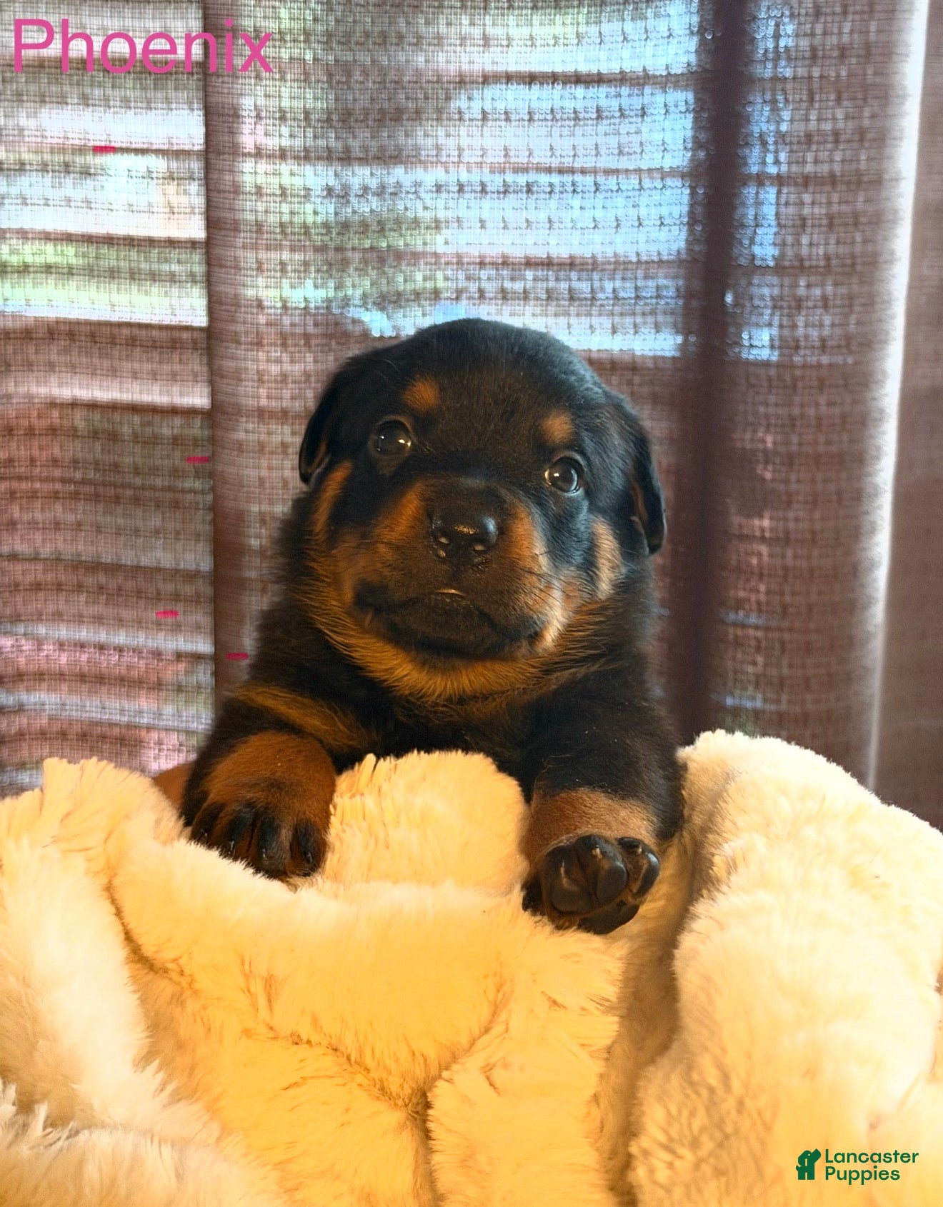 Rottweiler dogs for sale: Rottweiler 3 - Ad 1