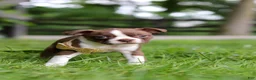 Boston Terrier dogs for sale: Jewel - Ad 7