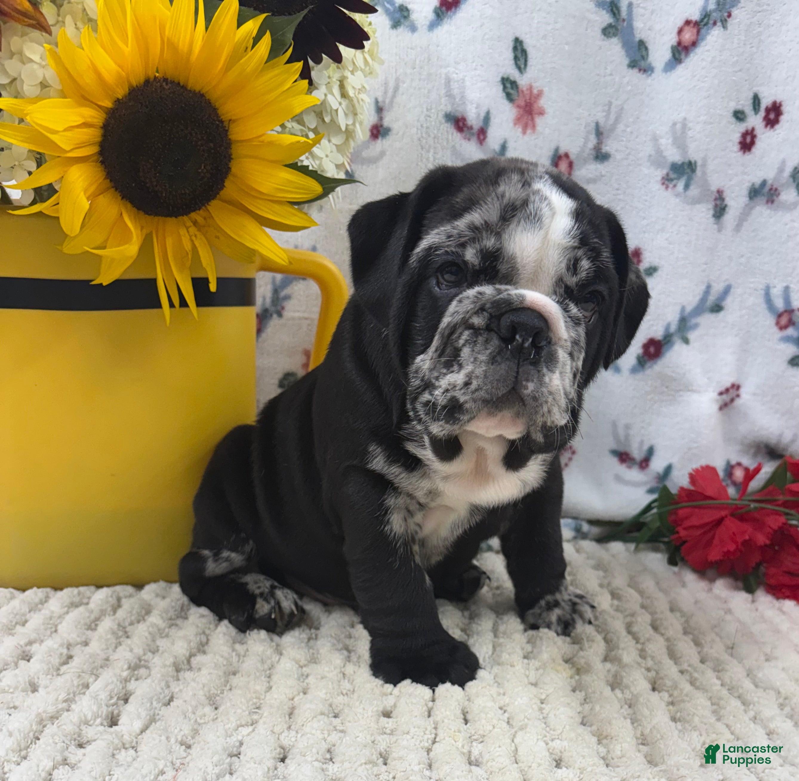 English Bulldog dogs Rocket - Ad 1