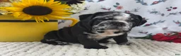 English Bulldog dogs for sale: Rocket - Ad 1