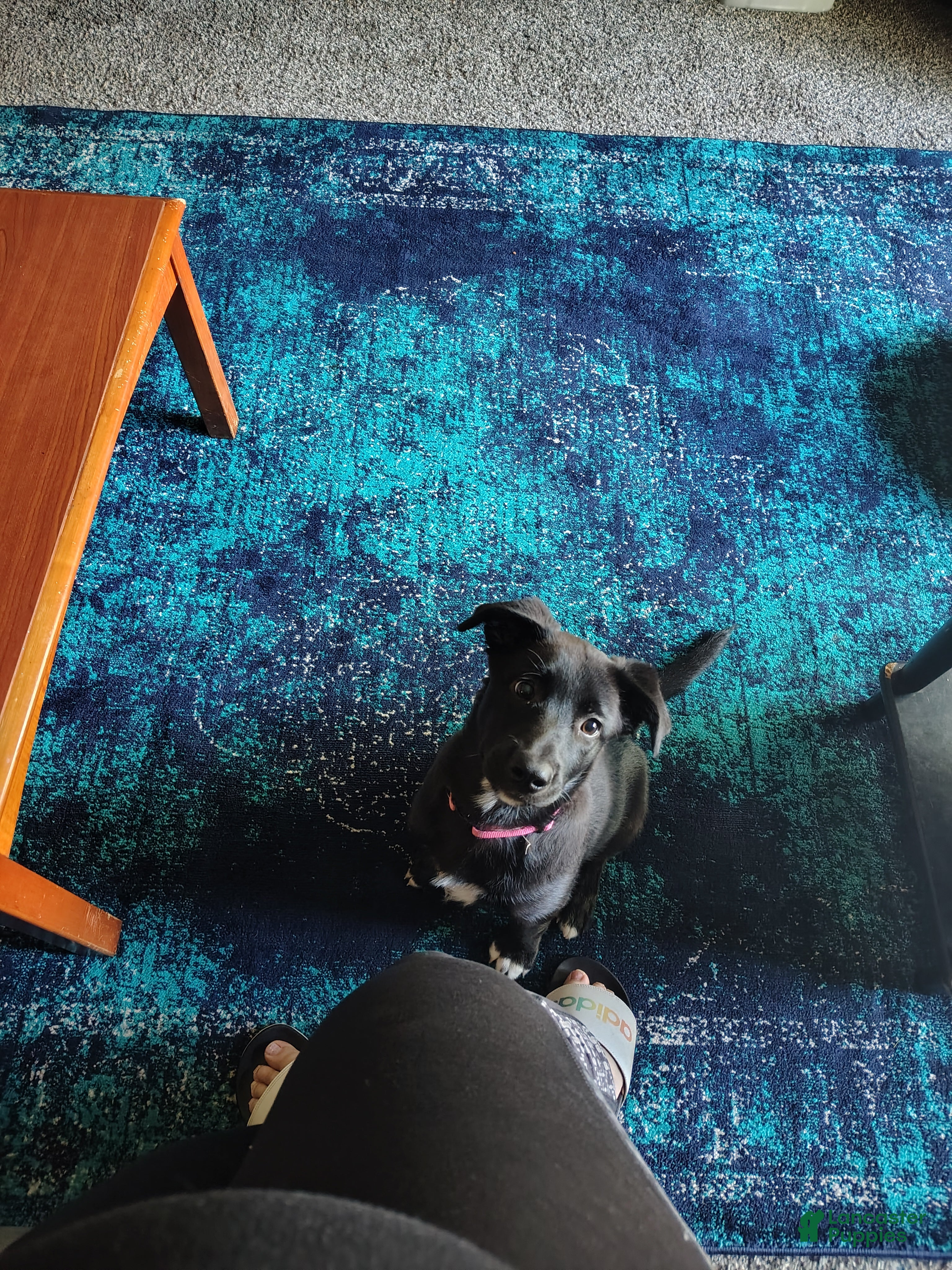 Mixed Breed dogs Mixed Breed Puppy 1 - Ad 6
