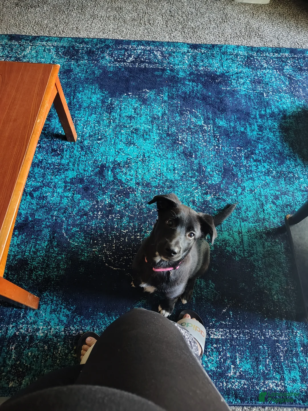 Mixed Breed dogs for sale: Mixed Breed Puppy 1 - Ad 1
