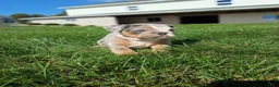 English Bulldog dogs for sale: Pebbles  - Ad 5