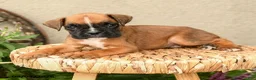 Boxer dogs for sale: Briar - Ad 5