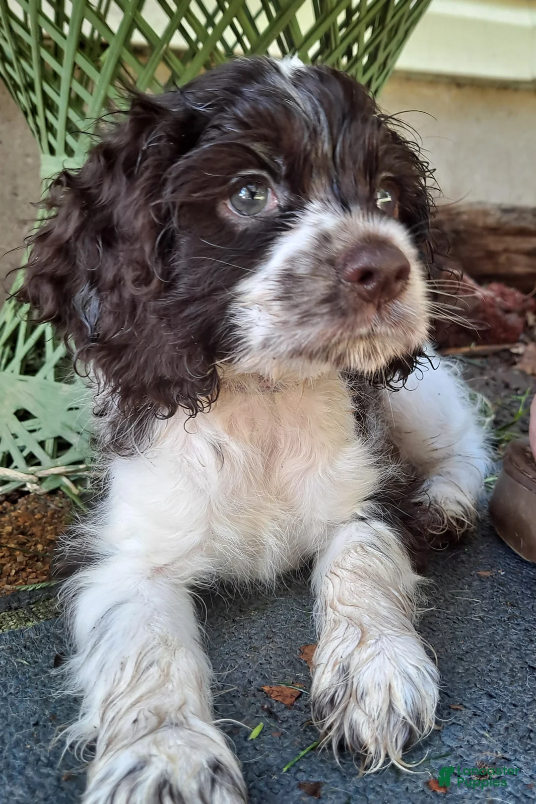 Cocker Spaniel dogs for sale: Gidget - Ad 1