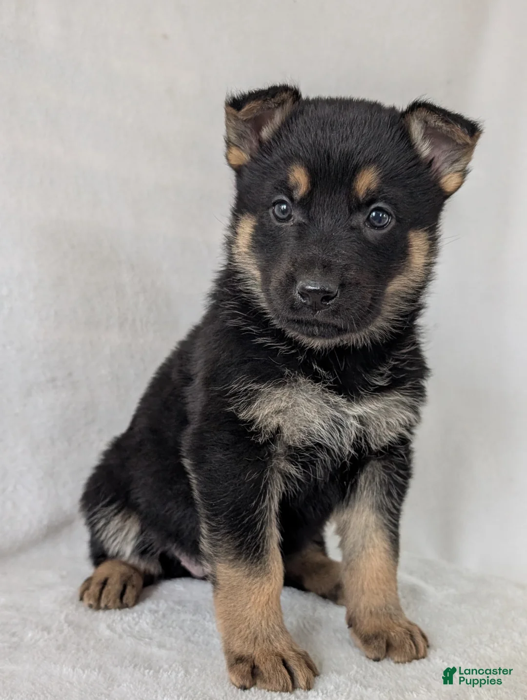 German Shepherd dogs for sale: Lucy - Ad 8