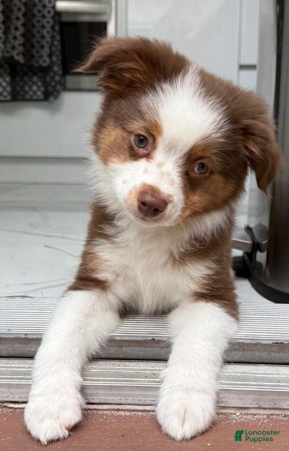 Miniature Australian Shepherd dogs Miniature Australian Shepherd 1 - Ad 17