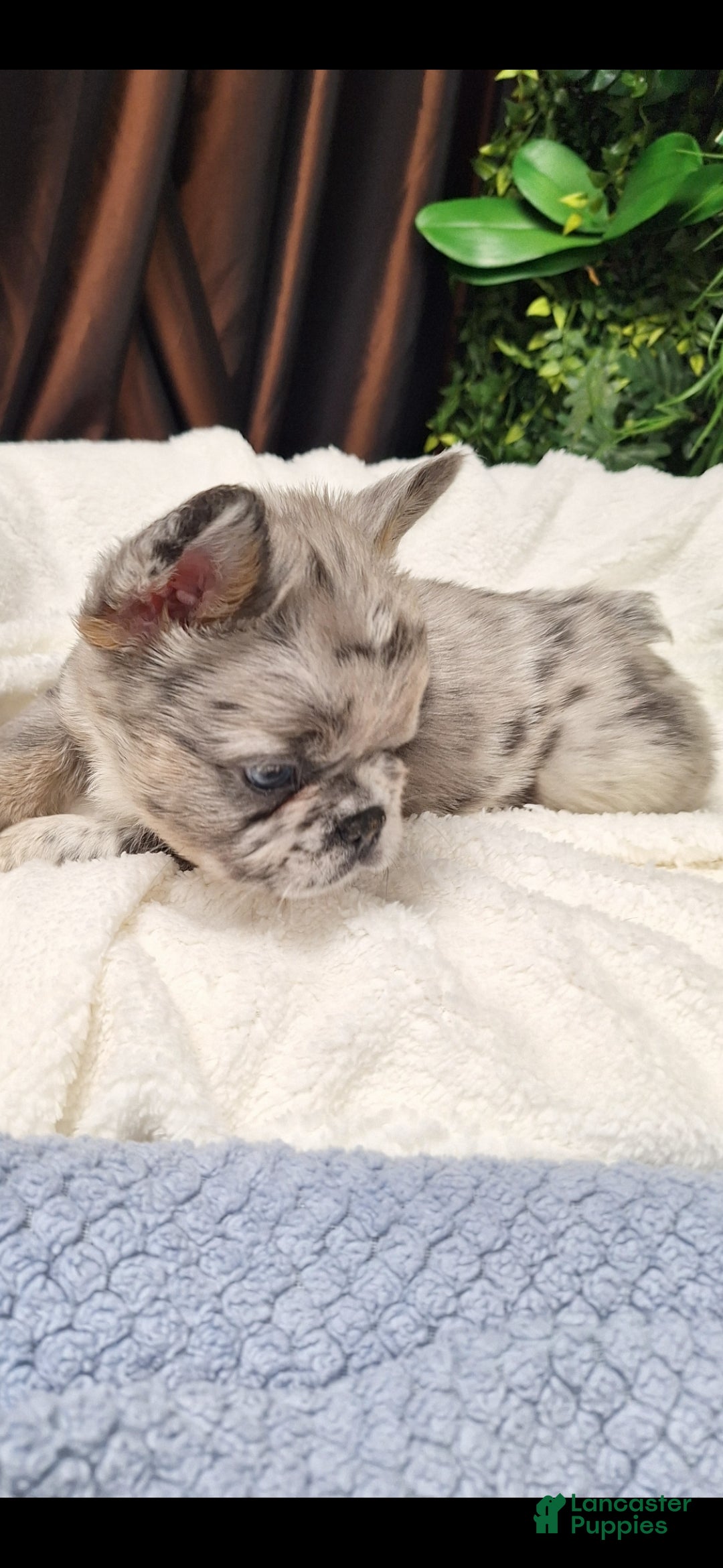 French Bulldog dogs Zac  - Ad 2