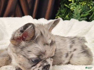 French Bulldog dogs Zac - Ad 3