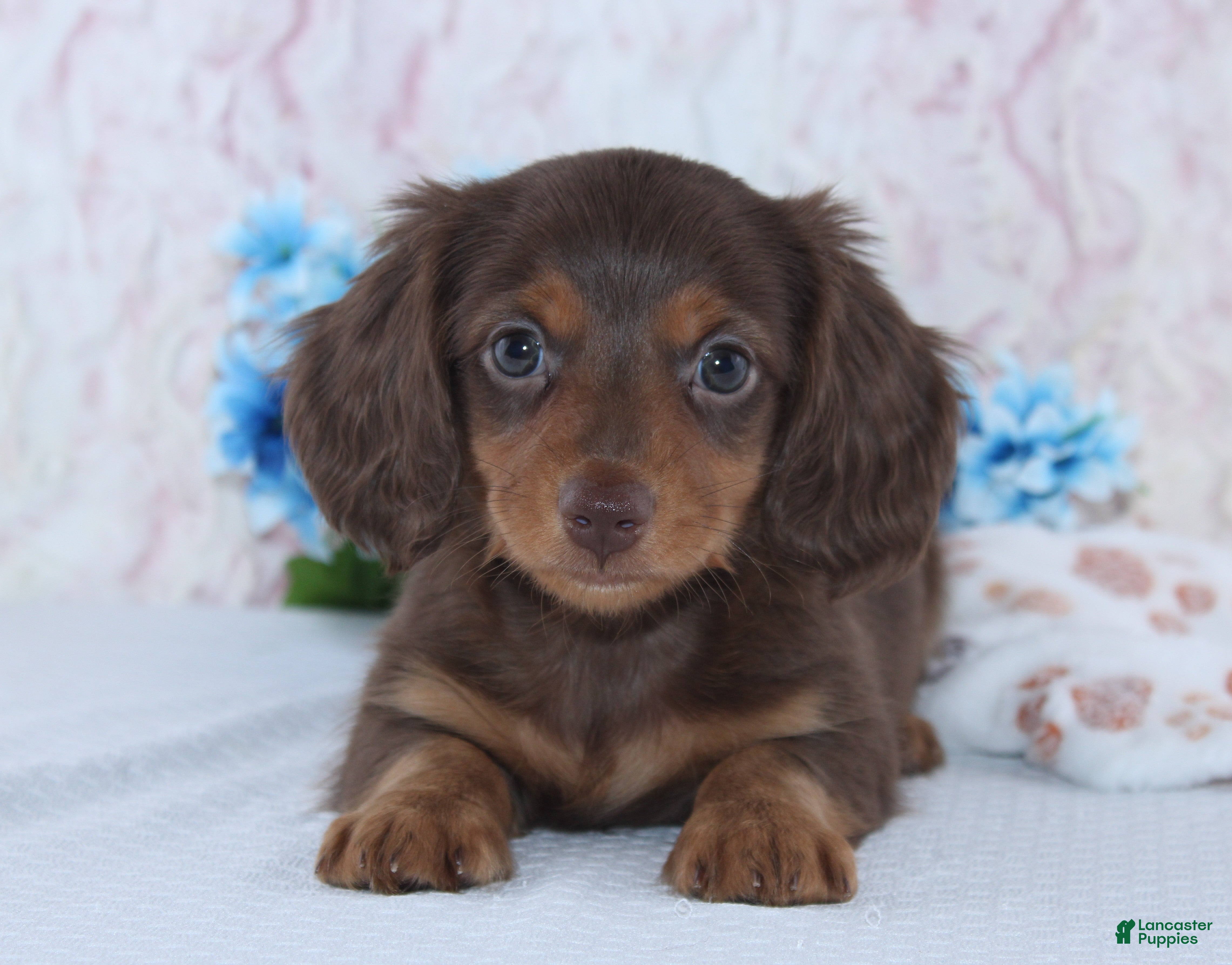 Miniature Dachshund dogs Felix - Ad 1