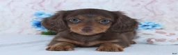 Miniature Dachshund dogs for sale: Felix - Ad 1