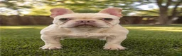 French Bulldog dogs for sale: Marshmallow  - Ad 4