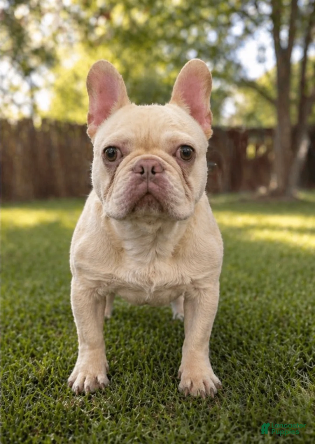 French Bulldog dogs for sale: Marshmallow  - Ad 4