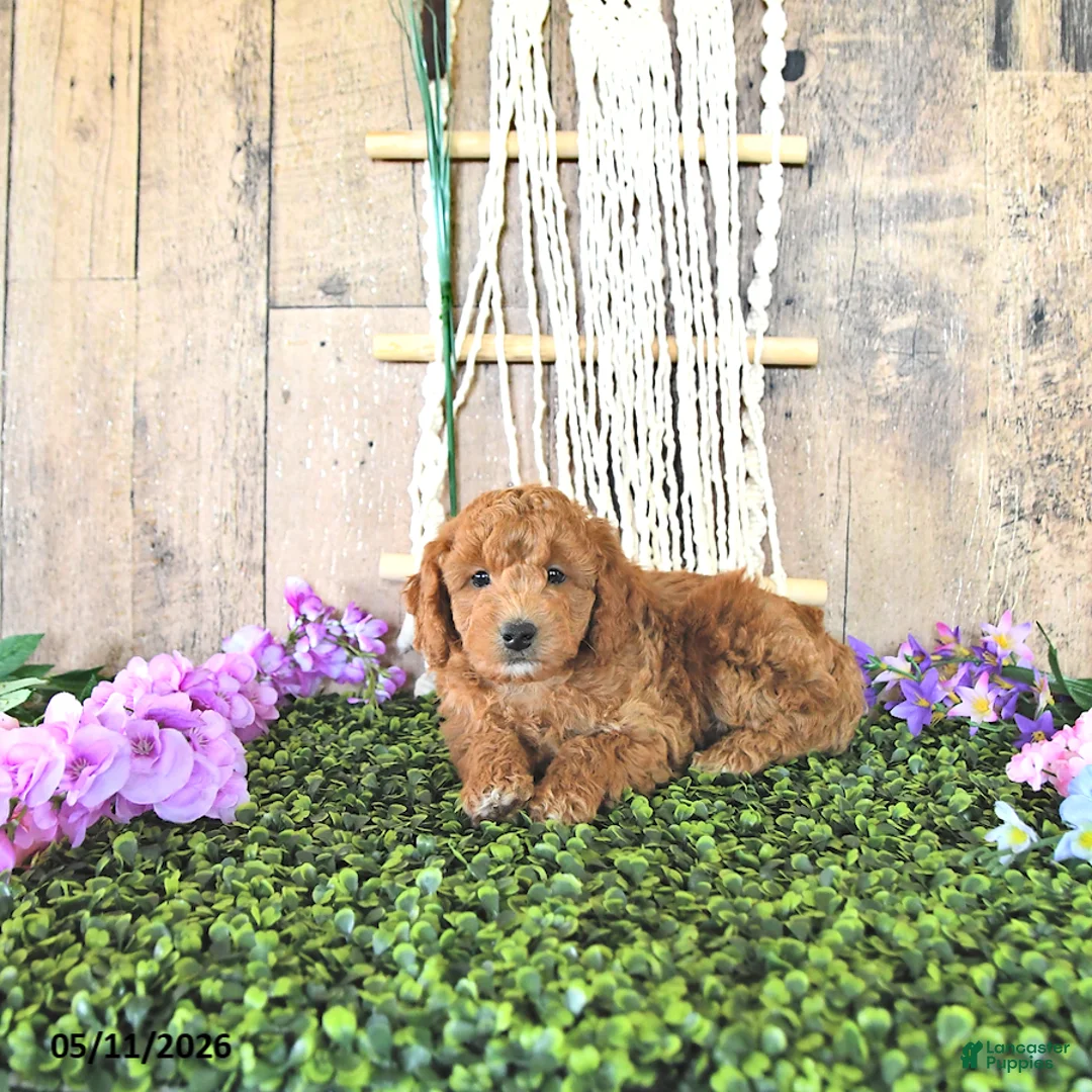 Mini Goldendoodle dogs for sale: Mr Timber - Ad 2