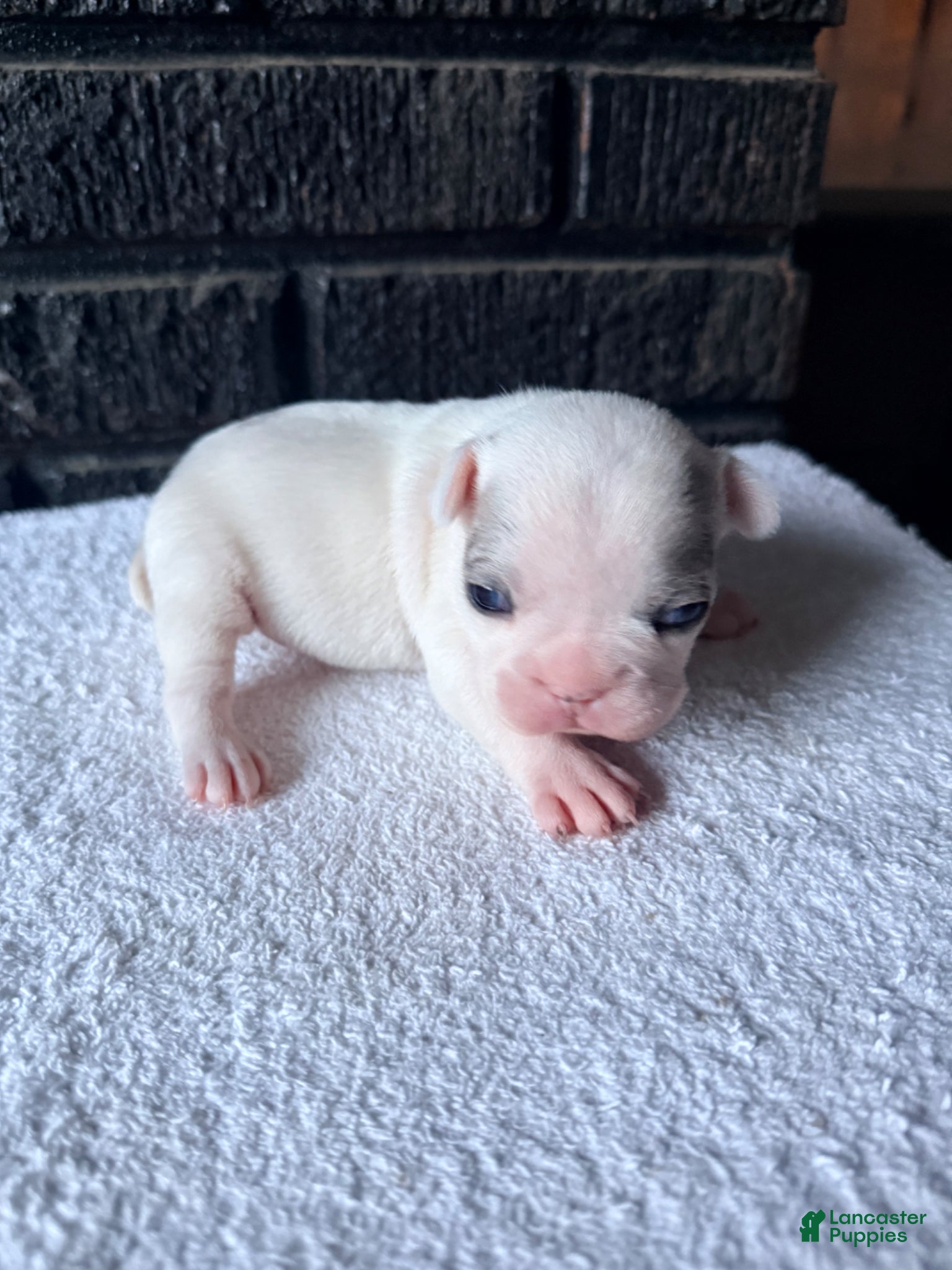 French Bulldog dogs Silvers Raleigh - Ad 26